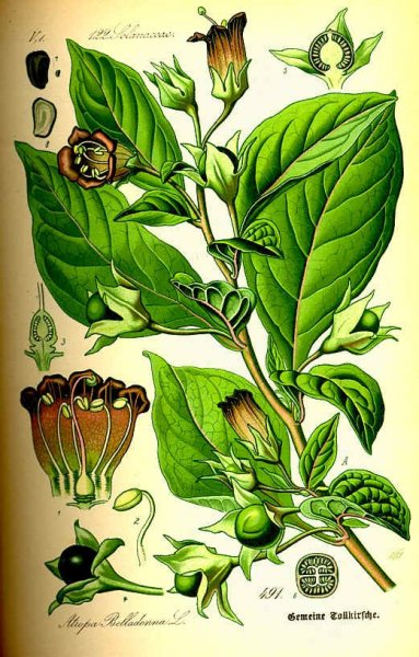 Planta Belladonna