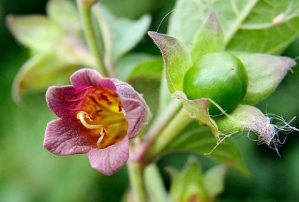 Planta Belladonna