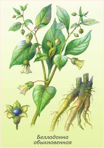 Planta Belladonna