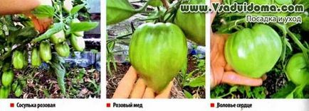 Бесполівное технологія вирощування томатів, сайт про сад, дачі і кімнатних рослинах