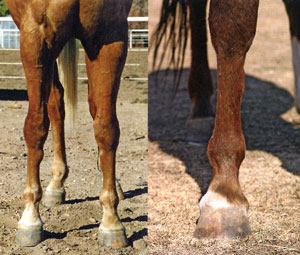 Boli ale genunchiului și tratament, un cal