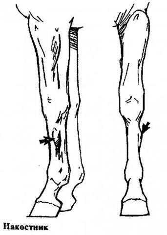 Boli ale genunchiului și tratament, un cal