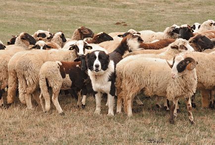 Болгарська вівчарка - зооінформ-сіті