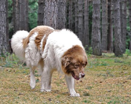 Câine ciobănesc bulgar - zooinform-oraș