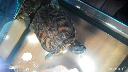 Бронзова черепаха makara sea turtle (maroon)