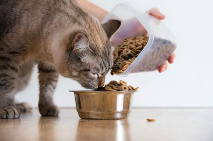 Ce să hrăniți pisica cu alimente uscate - sau carne și pește cum să hrăniți în mod corespunzător pisica