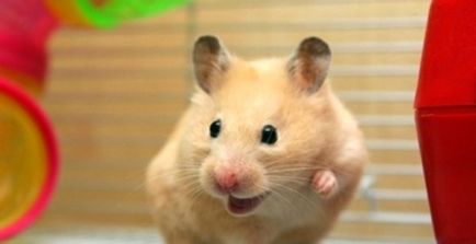 Mai degrabă decât să hrăniți cu un hamster, să nu faceți rău mult