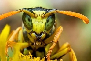 Pentru a trata o mușcătură a unei viespe, ce să faceți