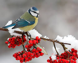 Ce păsări mănâncă iarna, zoomir