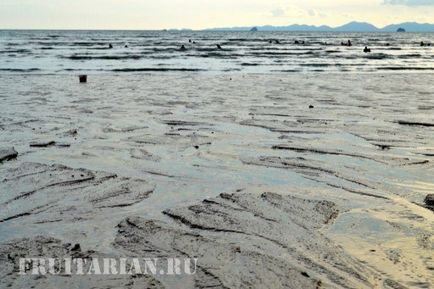 Чим займаються тайці коли на морі відлив