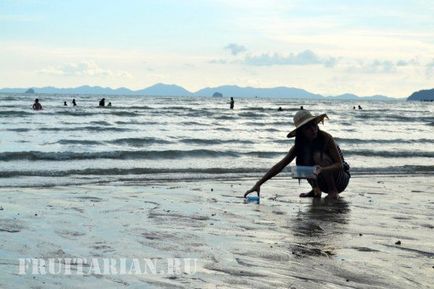Чим займаються тайці коли на морі відлив