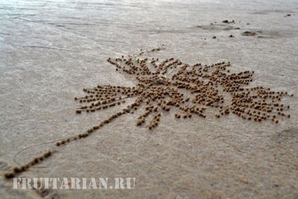 Чим займаються тайці коли на морі відлив