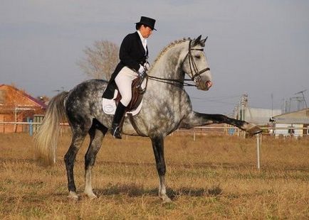 Ce oferă hobby pentru călărie - un loc despre cai