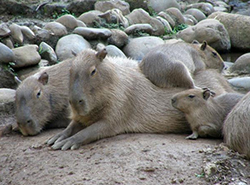 Ce mănâncă capribrele, totul despre animale