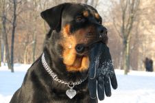 Ce trebuie să cumpărați pentru a păstra lista Rottweiler de lucruri pentru care trebuie să cumpărați