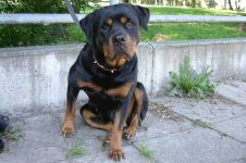 Ce trebuie să cumpărați pentru a păstra lista Rottweiler de lucruri pentru care trebuie să cumpărați