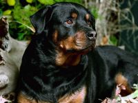 Ce trebuie să cumpărați pentru a păstra lista Rottweiler de lucruri pentru care trebuie să cumpărați