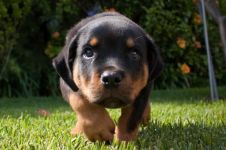 Ce trebuie să cumpărați pentru a păstra lista Rottweiler de lucruri pentru care trebuie să cumpărați