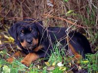 Ce trebuie să cumperi pentru a păstra lista Rottweiler a lucrurilor pe care trebuie să le cumperi