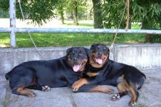 Ce trebuie să cumpărați pentru a păstra lista Rottweiler de lucruri pentru care trebuie să cumpărați