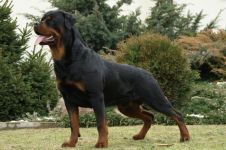 Ce trebuie să cumpărați pentru a păstra lista Rottweiler de lucruri pentru care trebuie să cumpărați