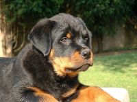 Ce trebuie să cumpărați pentru a păstra lista Rottweiler de lucruri pentru care trebuie să cumpărați