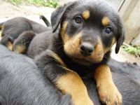 Ce trebuie să cumpărați pentru a păstra lista Rottweiler de lucruri pentru care trebuie să cumpărați