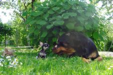 Ce trebuie să cumpărați pentru a păstra lista Rottweiler de lucruri pentru care trebuie să cumpărați