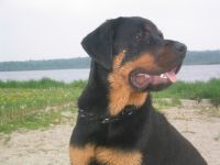 Ce trebuie să cumpărați pentru a păstra lista Rottweiler de lucruri pentru care trebuie să cumpărați