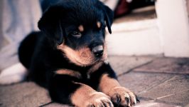 Ce trebuie să cumpărați pentru a păstra lista Rottweiler de lucruri pentru care trebuie să cumpărați