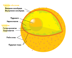 Care sunt nucleoli de ce nucleoli din nucleul celulei apar periodic și dispar
