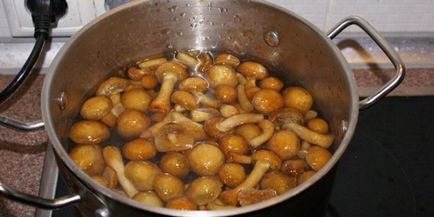 Какво да готвя от прясно мед челядинка през зимата и вечеря с пиле - рецепти за това как да се готви гъби