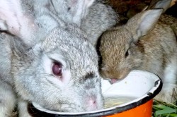 Цистицеркоз кроликів лікування