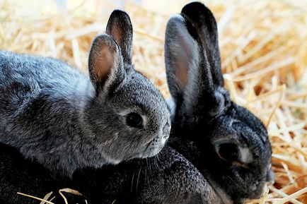 Цистицеркоз кроликів лікування і симптоми