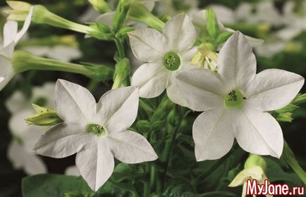 Flori de noapte nocturne în tonuri lunare - cabana, plante, flori de noapte