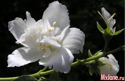 Flori de noapte nocturne în tonuri lunare - cabana, plante, flori de noapte