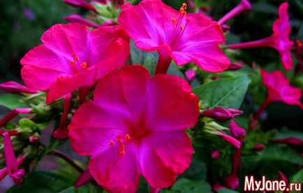 Flori de noapte nocturne în tonuri lunare - cabana, plante, flori de noapte