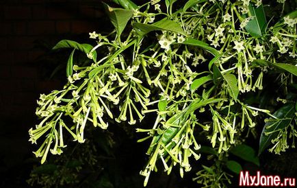 Flori de noapte nocturne în tonuri lunare - cabana, plante, flori de noapte