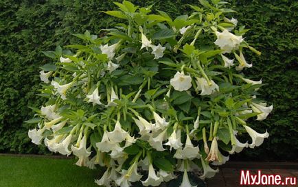 Flori de noapte nocturne în tonuri lunare - cabana, plante, flori de noapte