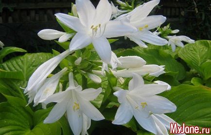 Flori de noapte nocturne în tonuri lunare - cabana, plante, flori de noapte