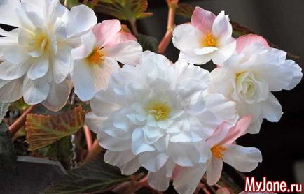 Flori de noapte nocturne în tonuri lunare - cabana, plante, flori de noapte