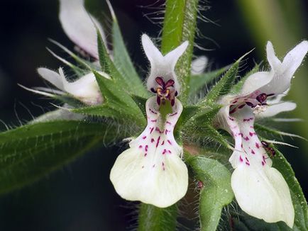 Цвете Stachys - засаждане и грижи в открито поле, фото Stachys, Stachys расте в градината