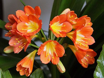 Квітка кливия - догляд в домашніх умовах пересадка і розмноження кливии; чому кливия не цвіте