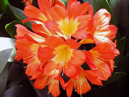 Квітка кливия - догляд в домашніх умовах пересадка і розмноження кливии; чому кливия не цвіте