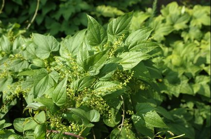 Dioscorea - îngrijirea plantei acasă