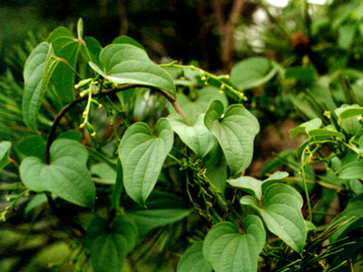 Dioscorea - îngrijirea plantei acasă