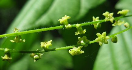 Dioscorea - îngrijirea plantei acasă