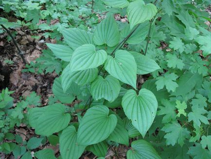 Wild yam - gondozó növények otthon