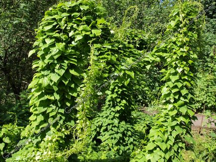 Dioscorea - îngrijirea plantei acasă