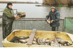 Дмитро шпак «рибництво не хобі, а вид бізнесу» - регіональні журнали - фермер
